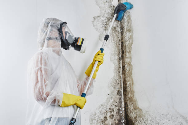 Mold Testing and Removal in Baton Rouge, LA