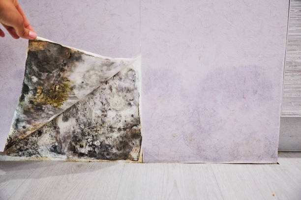 Baton Rouge, LA Mold Removal Company